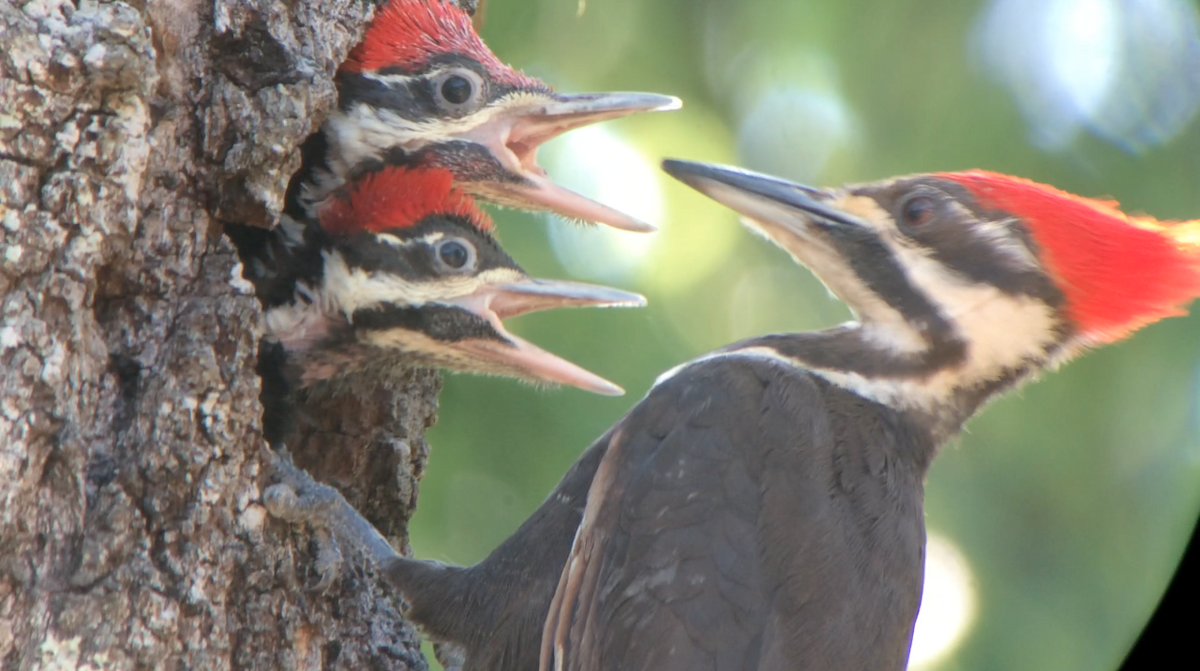 Pileated Woodpecker - ML97239951