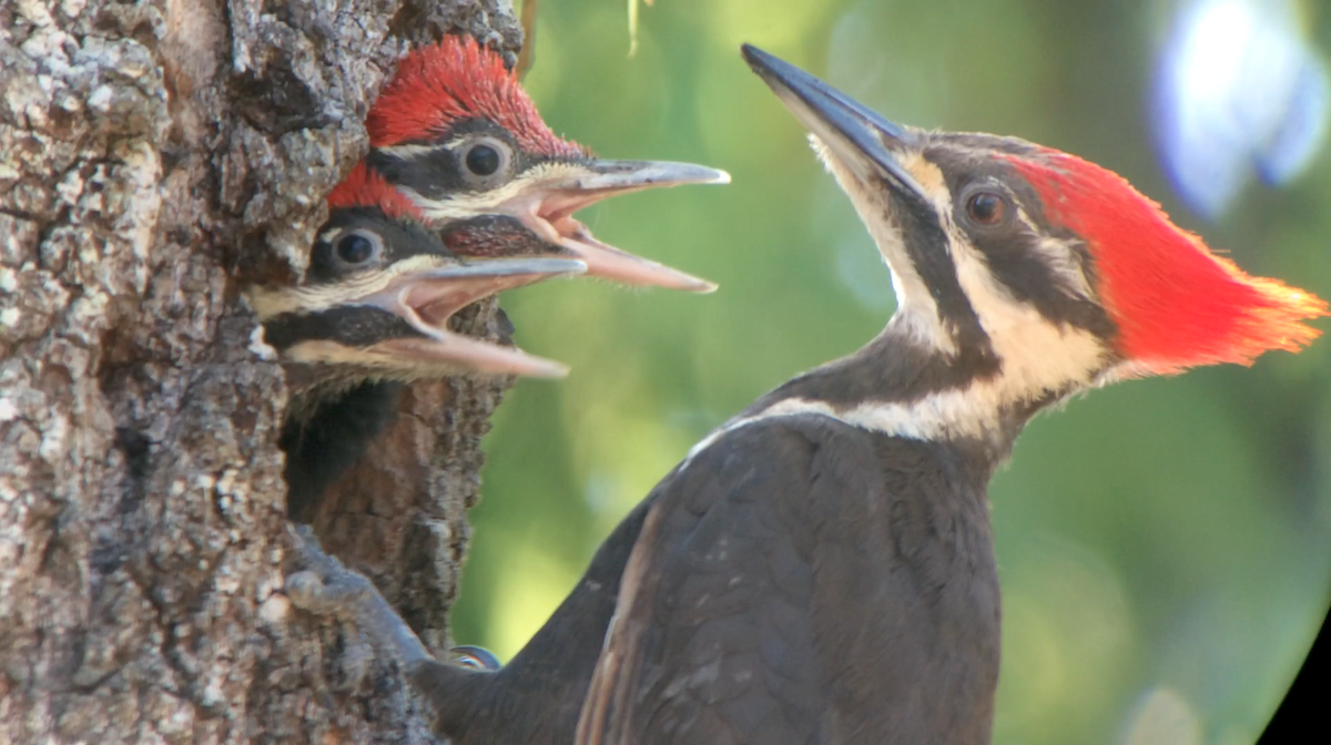 Pileated Woodpecker - ML97240001