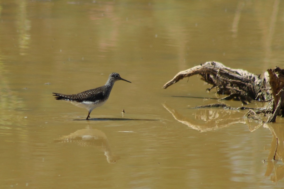 Solitary Sandpiper - ML97240231