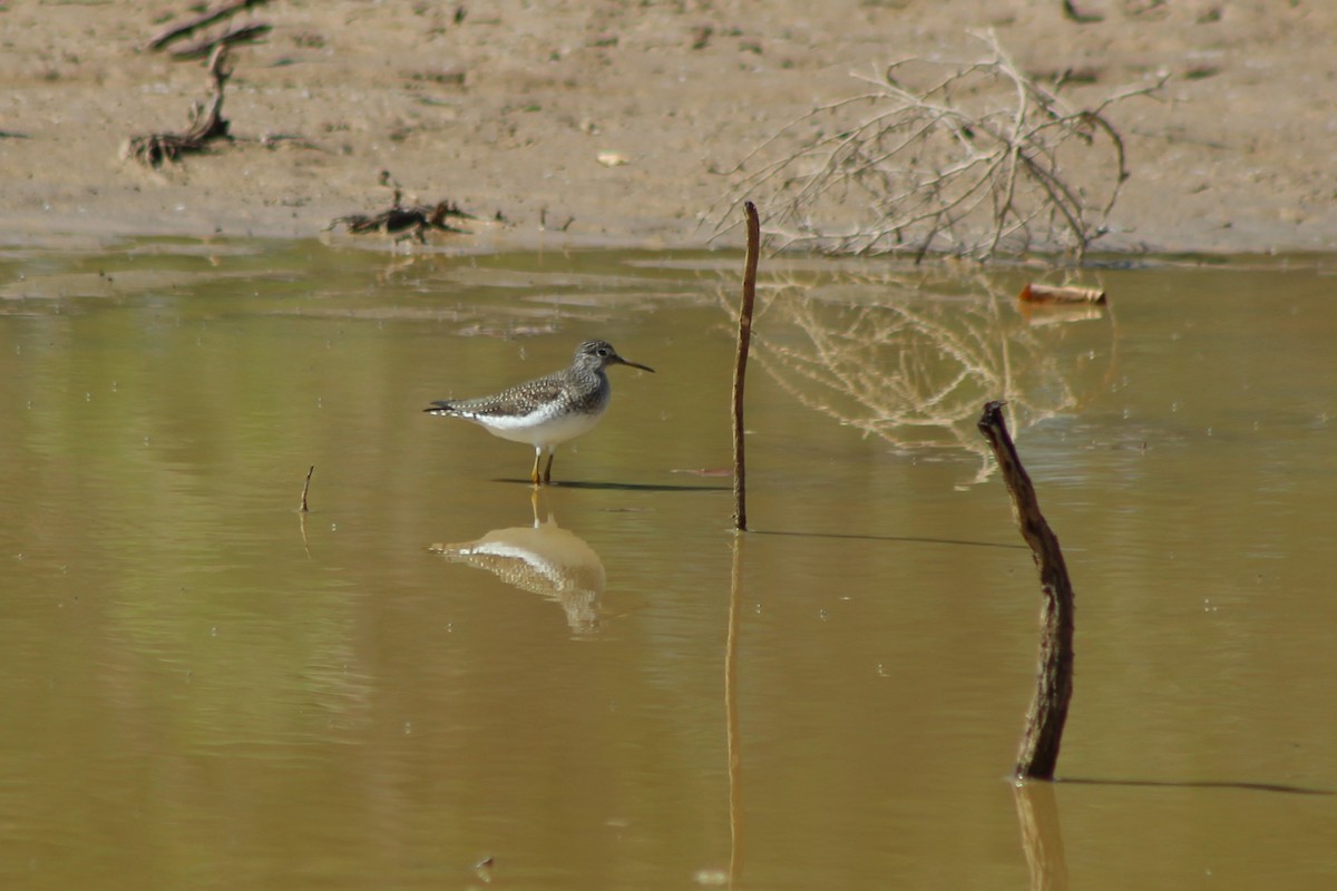 Solitary Sandpiper - ML97240271