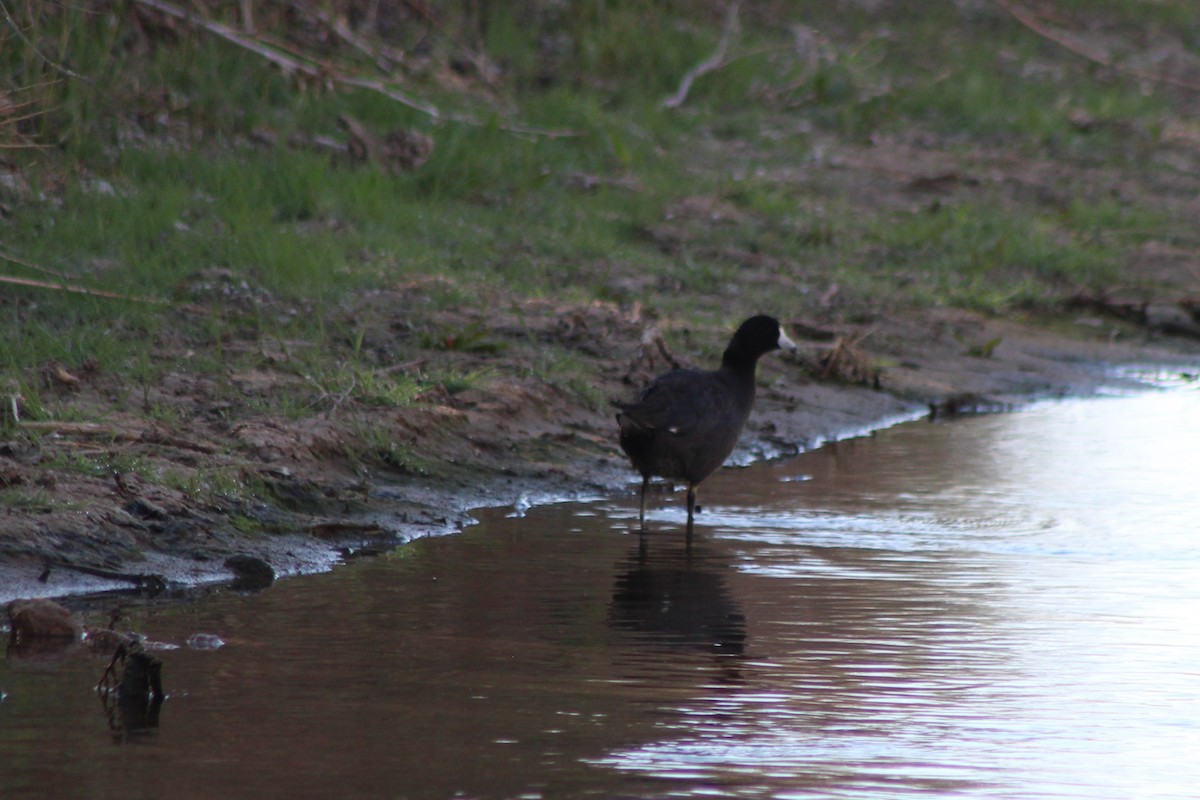 American Coot - David Lerwill