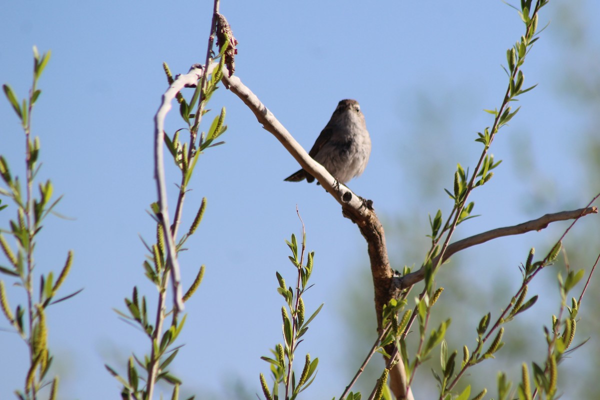 Bewick's Wren - David Lerwill