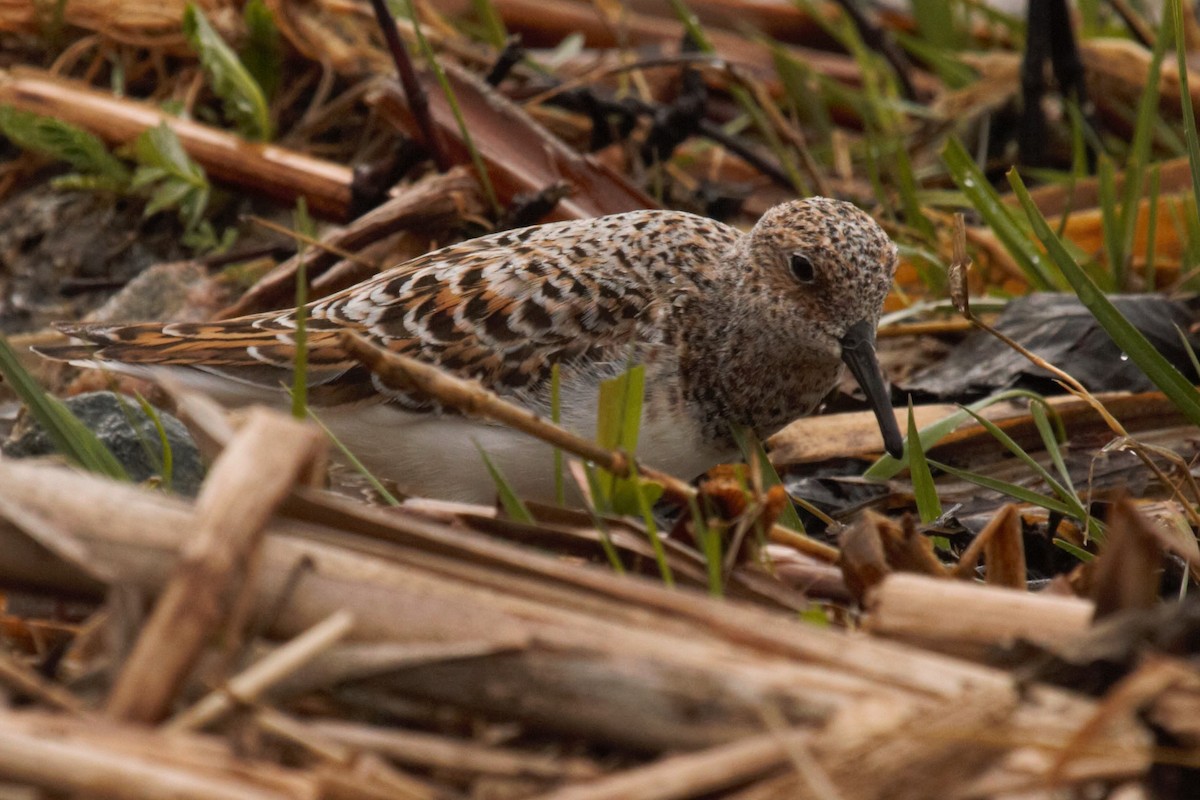 Sanderling - ML97242471