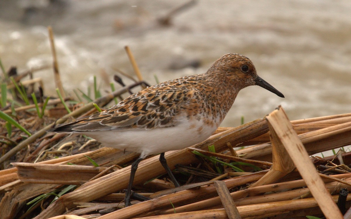 Sanderling - ML97242591