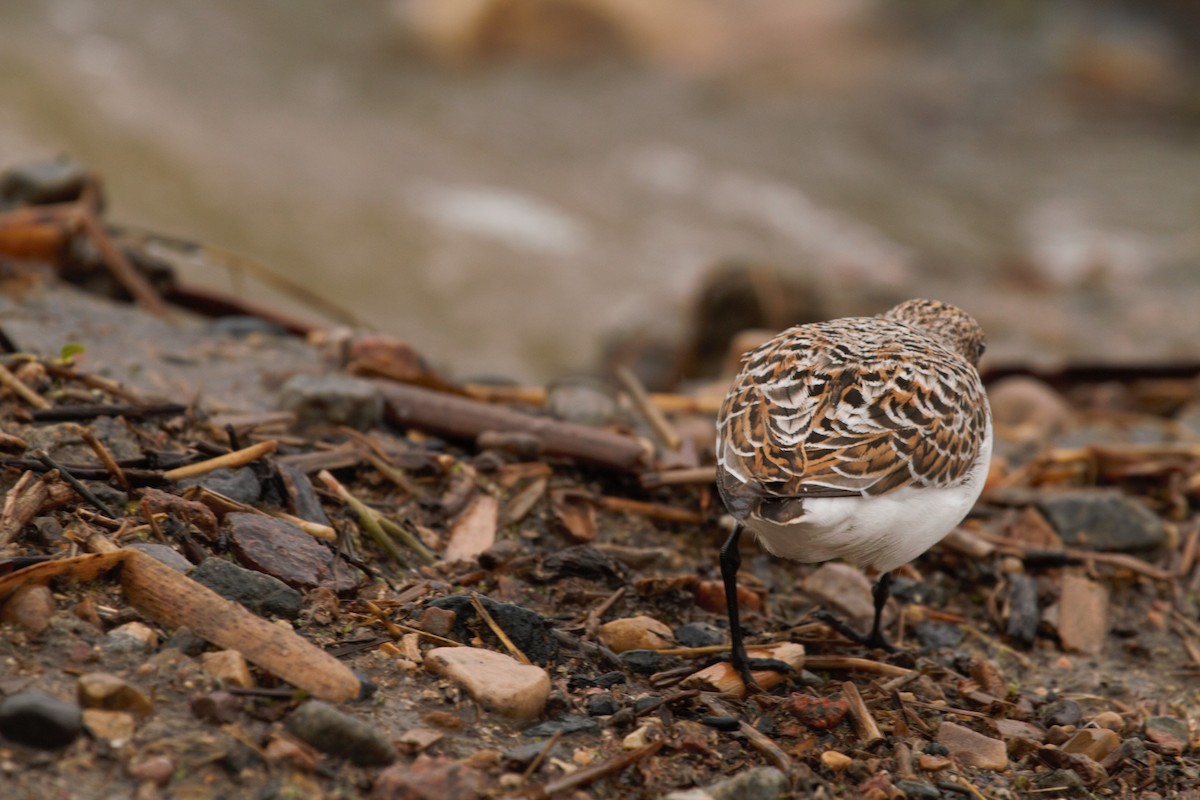 Sanderling - ML97242671