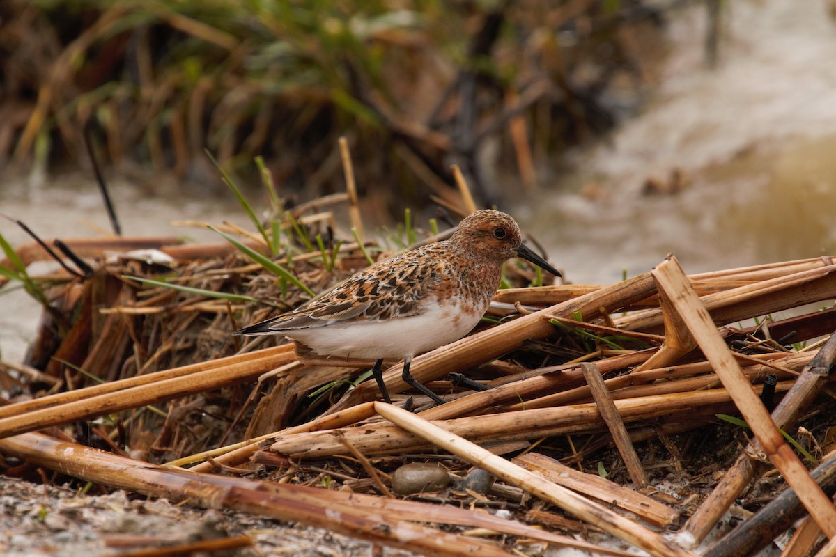 Sanderling - ML97242681