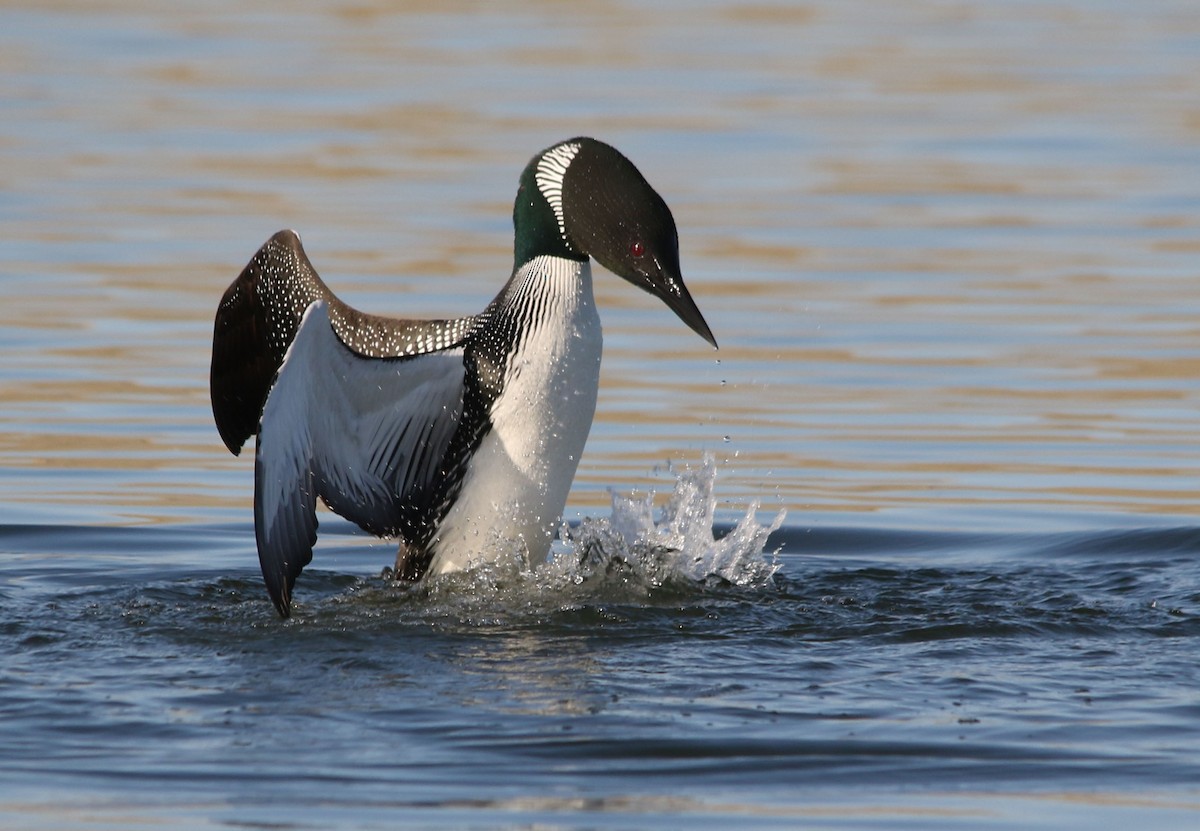 Common Loon - Tom Forwood JR