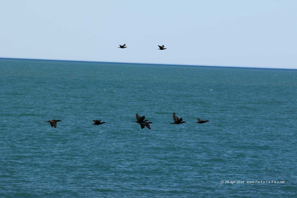 Double-crested Cormorant - ML97244941