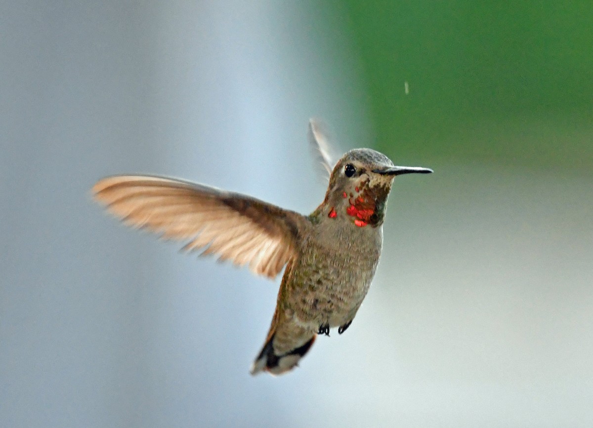 Anna's Hummingbird - ML97245881