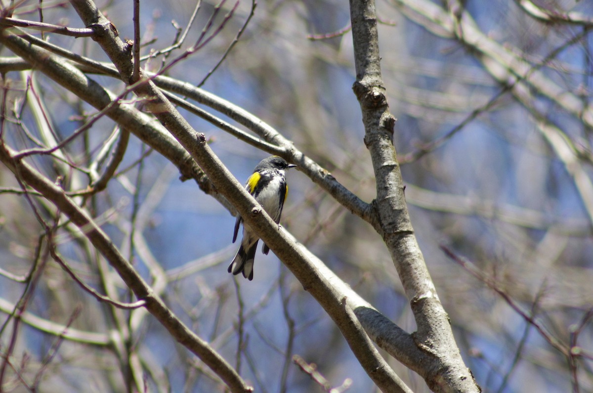 Yellow-rumped Warbler - ML97246301