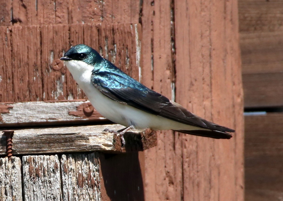 Tree Swallow - Rob Francis