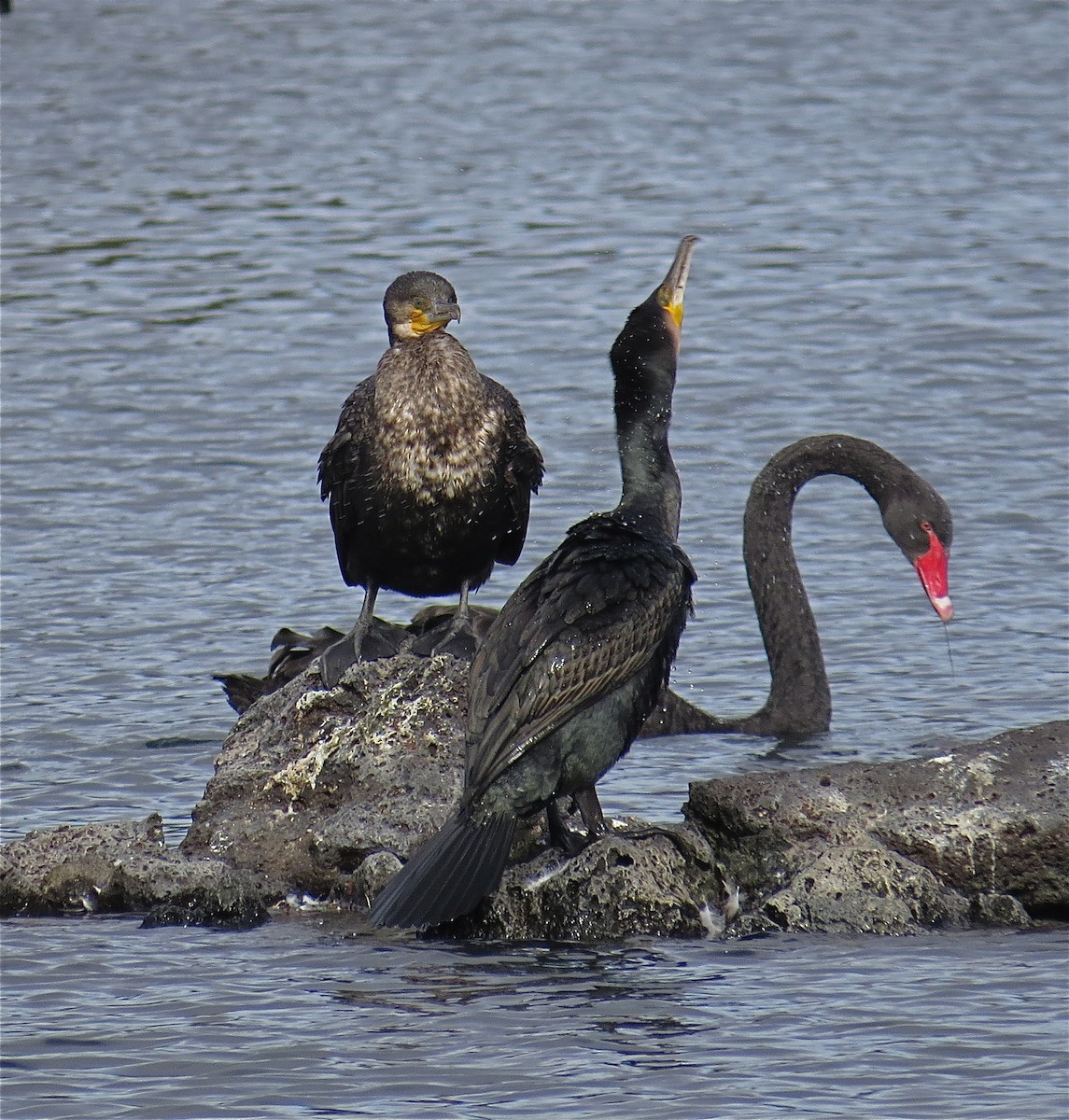 Great Cormorant - ML97249161