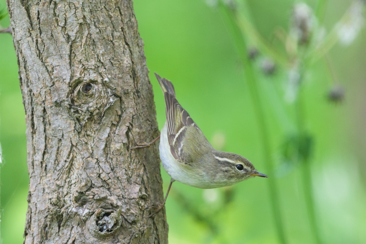 Yellow-browed Warbler - ML97249821