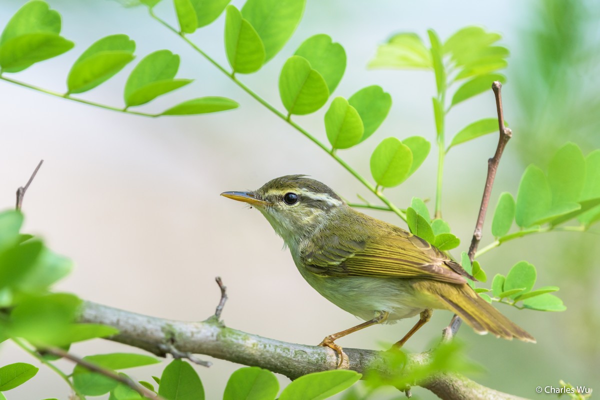 Eastern Crowned Warbler - Charles Wu