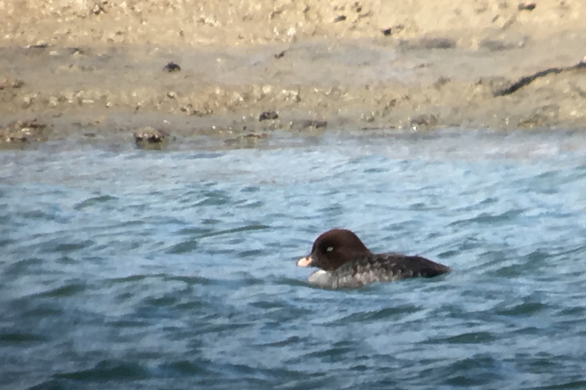 Barrow's Goldeneye - ML97250431