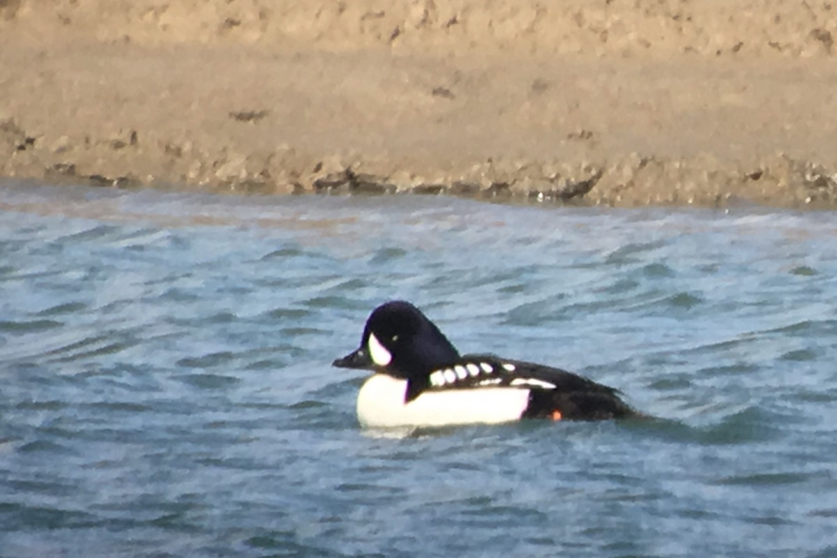 Barrow's Goldeneye - ML97250441