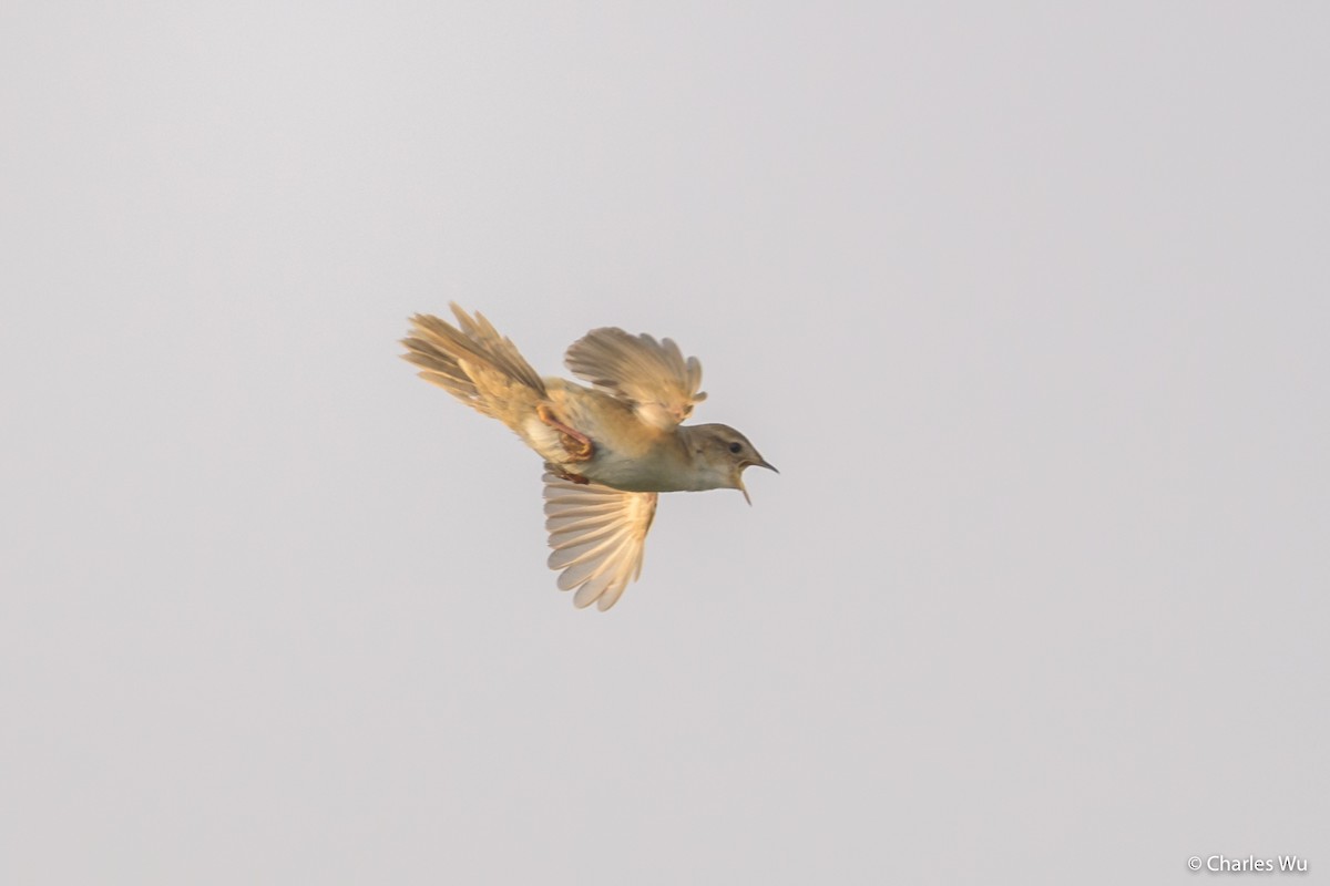 Marsh Grassbird - ML97250491