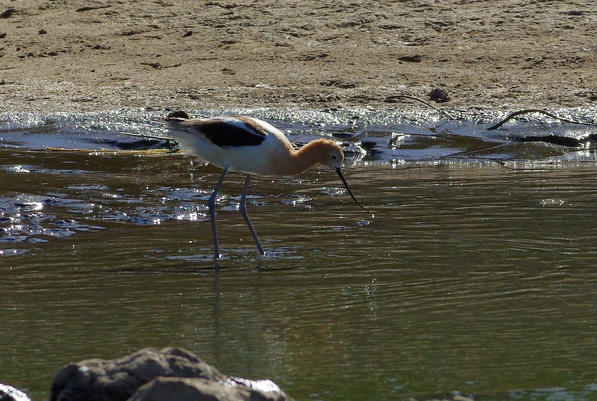 Avocette d'Amérique - ML97252001