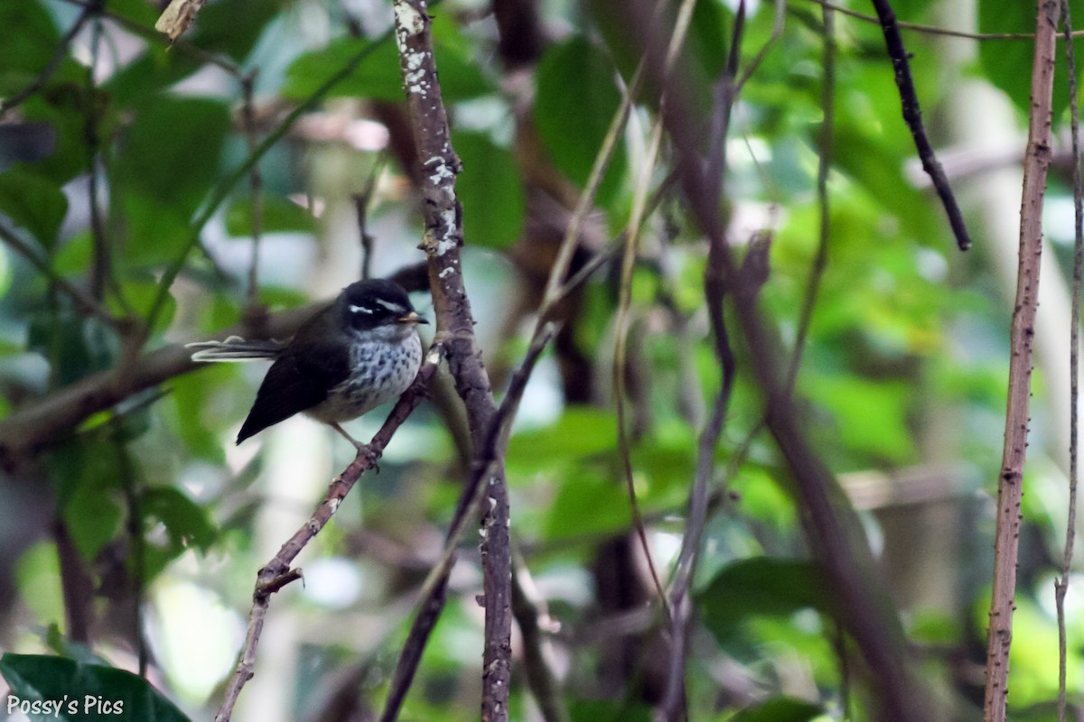 Vanuatu Streaked Fantail - ML97257681