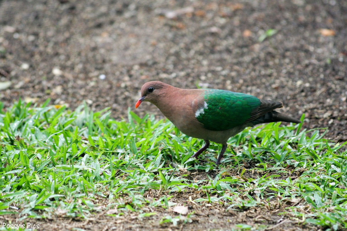 Pacific Emerald Dove - ML97258081