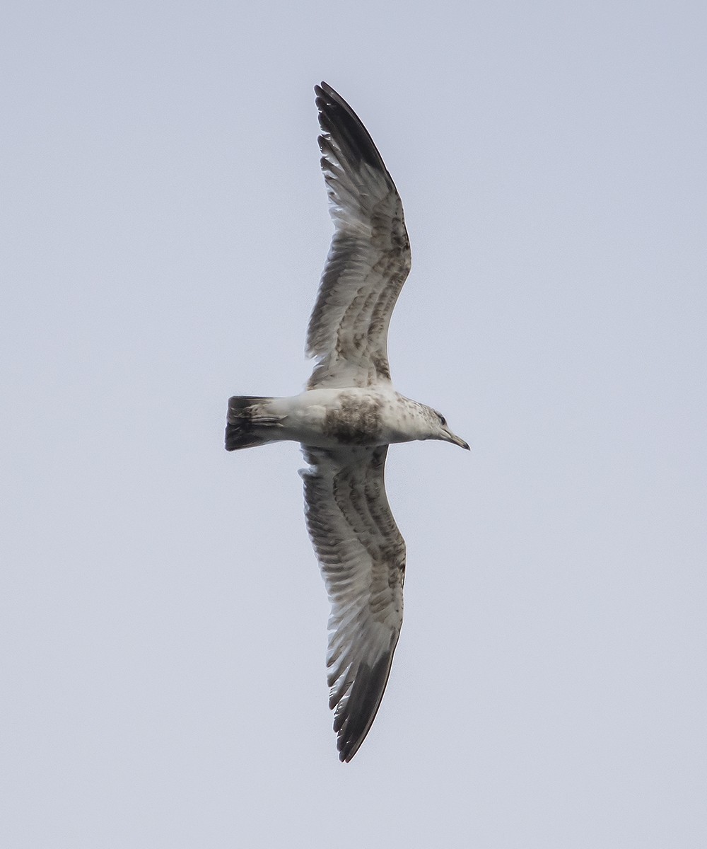 California Gull - ML97260541