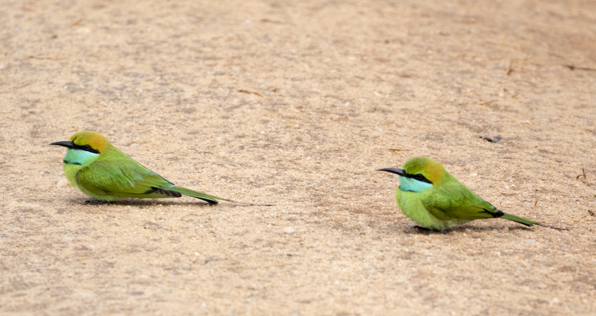 Asian Green Bee-eater - ML97262461