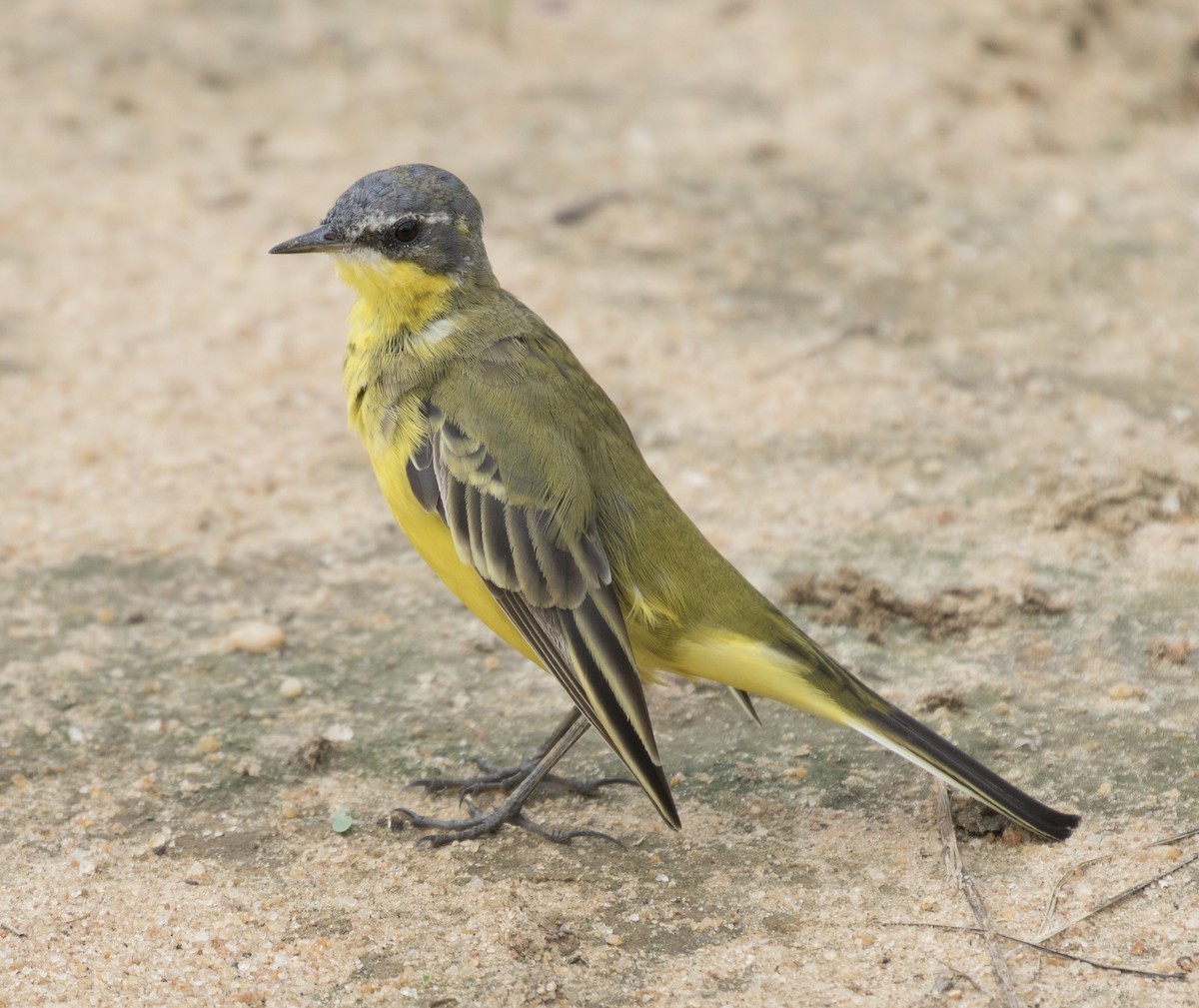 Eastern Yellow Wagtail - ML97262791