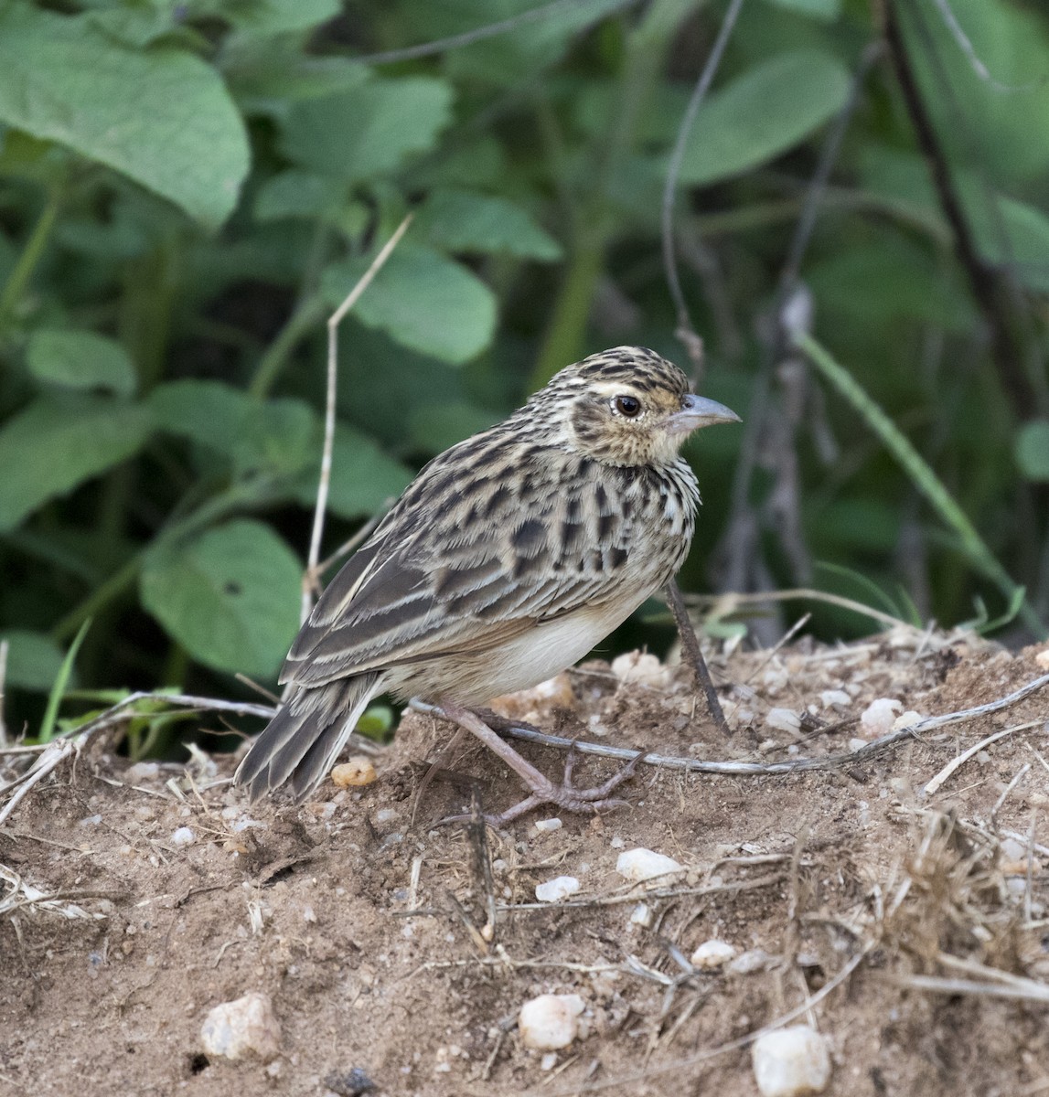 Jerdon's Bushlark - ML97262881