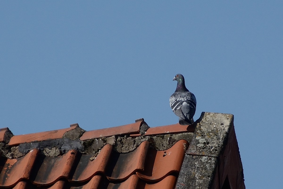 Rock Pigeon (Feral Pigeon) - ML97263231