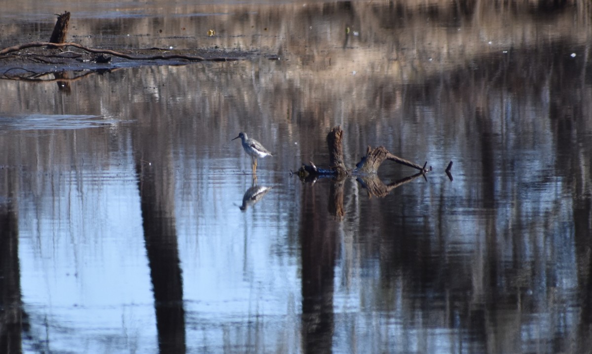Greater Yellowlegs - ML97265331