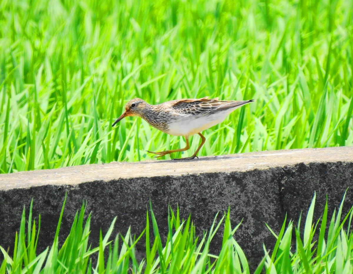 Pectoral Sandpiper - ML97265781