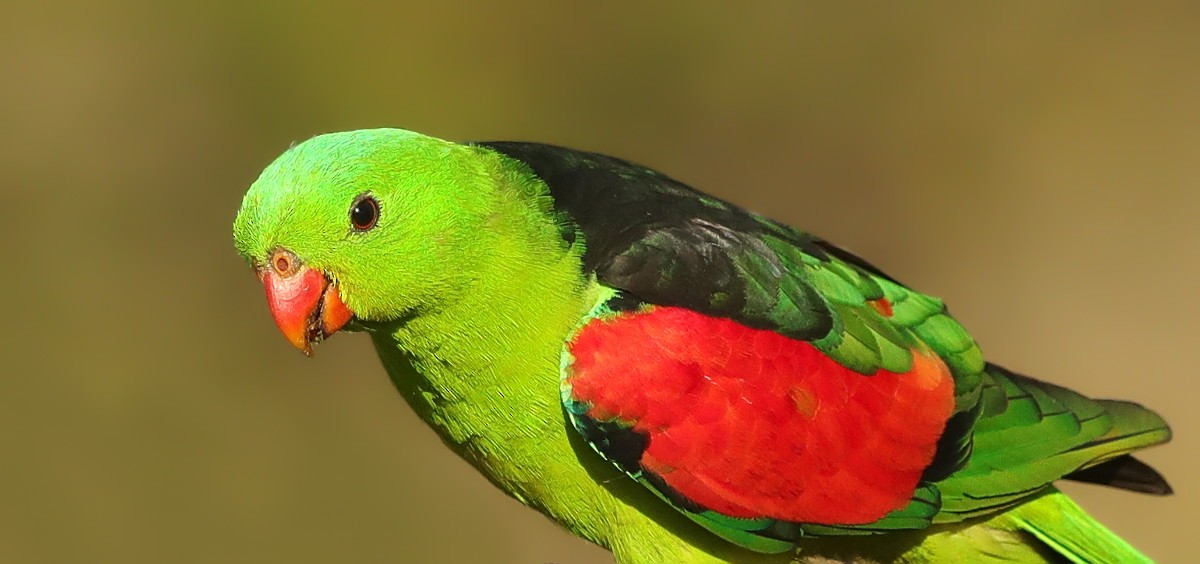 Red-winged Parrot - ML97266531