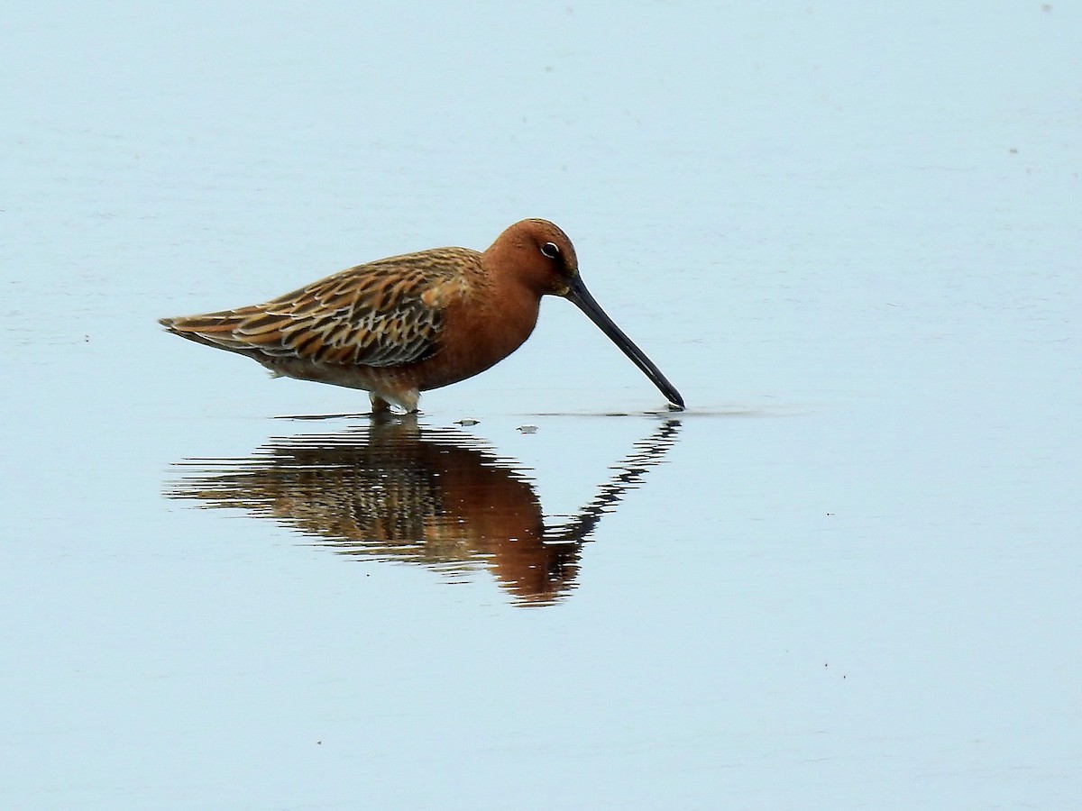 Asian Dowitcher - ML97266551