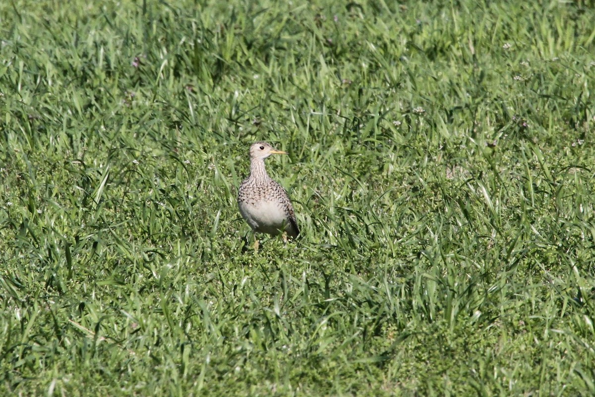 Upland Sandpiper - ML97267601