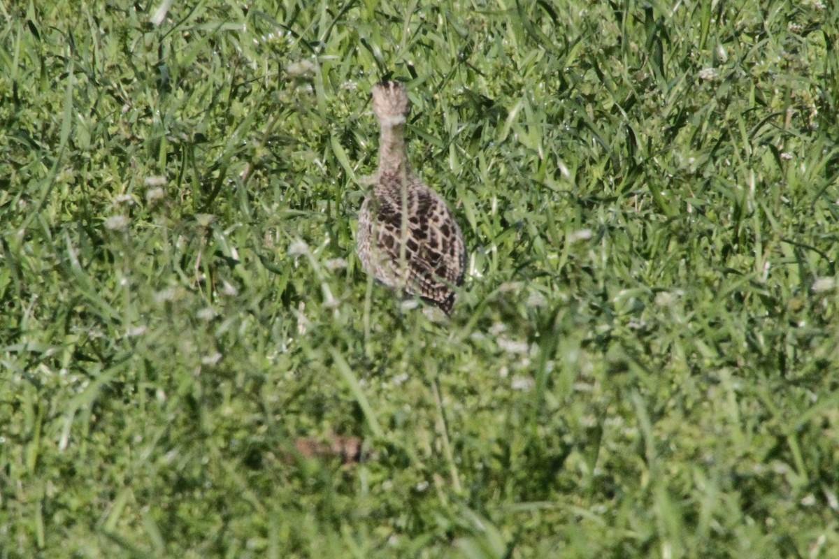 Upland Sandpiper - ML97267611