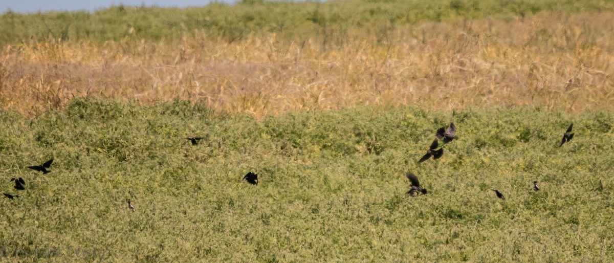 Bobolink - ML97268121