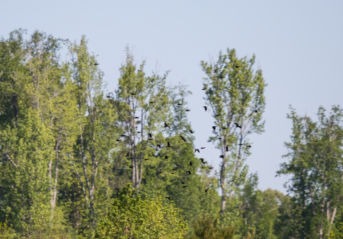 Bobolink - ML97268131