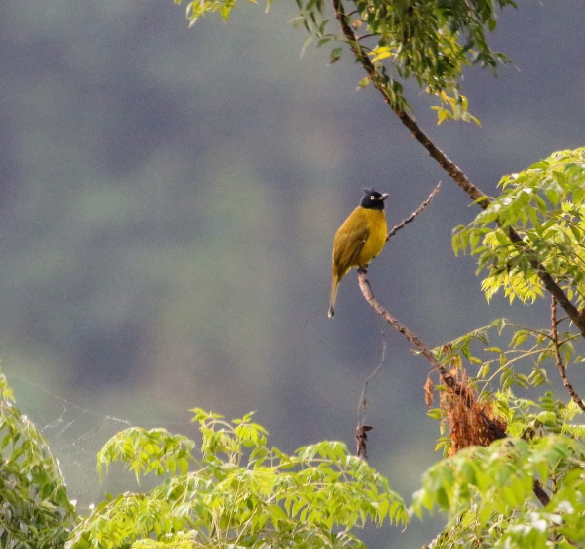 Black-crested Bulbul - ML97268221