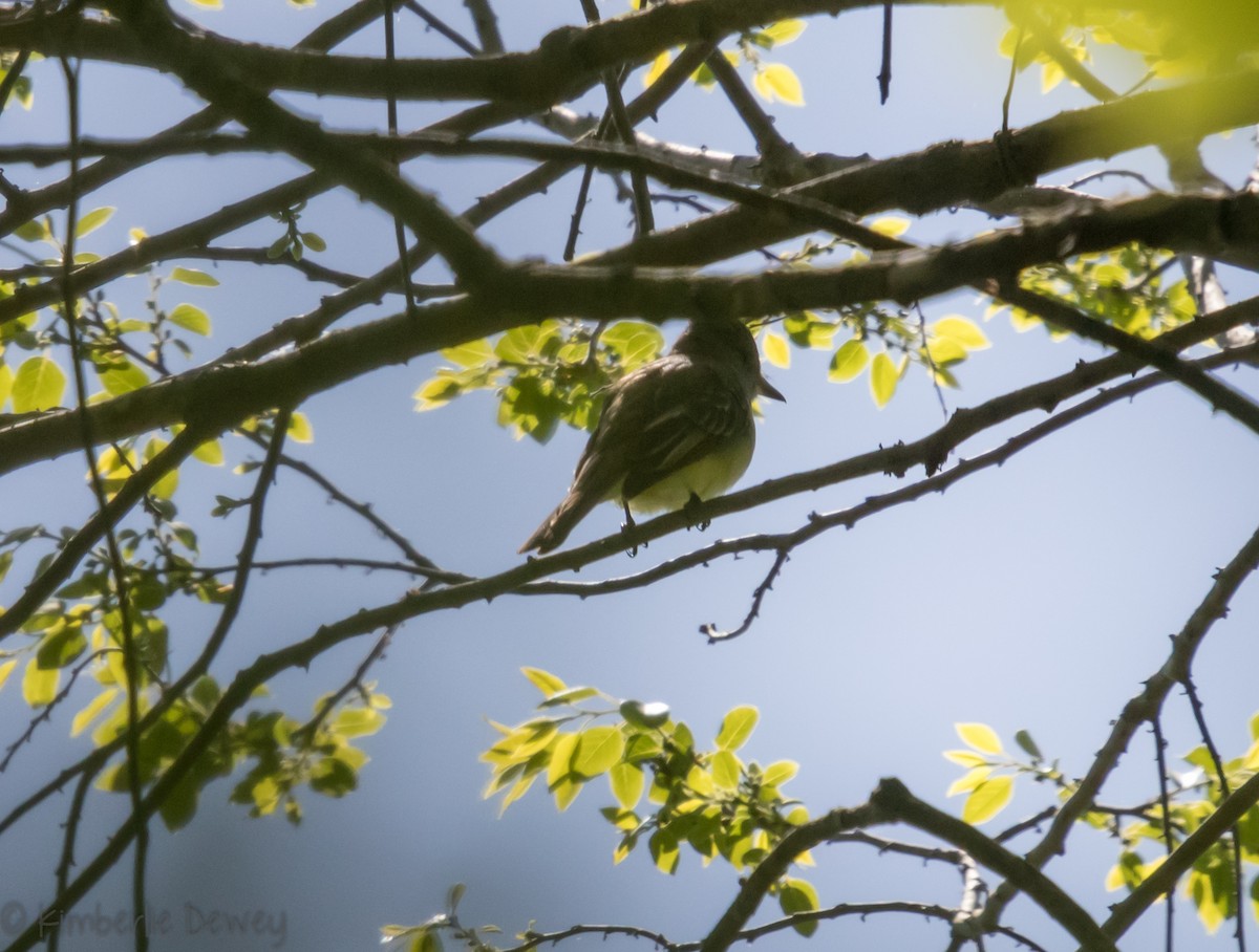 Great Crested Flycatcher - ML97268321