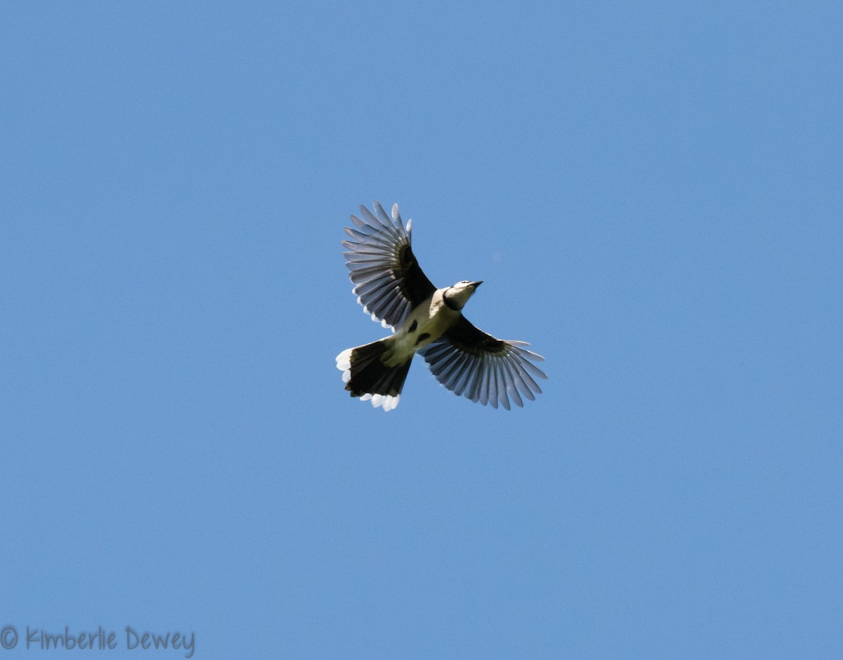 Blue Jay - ML97268561