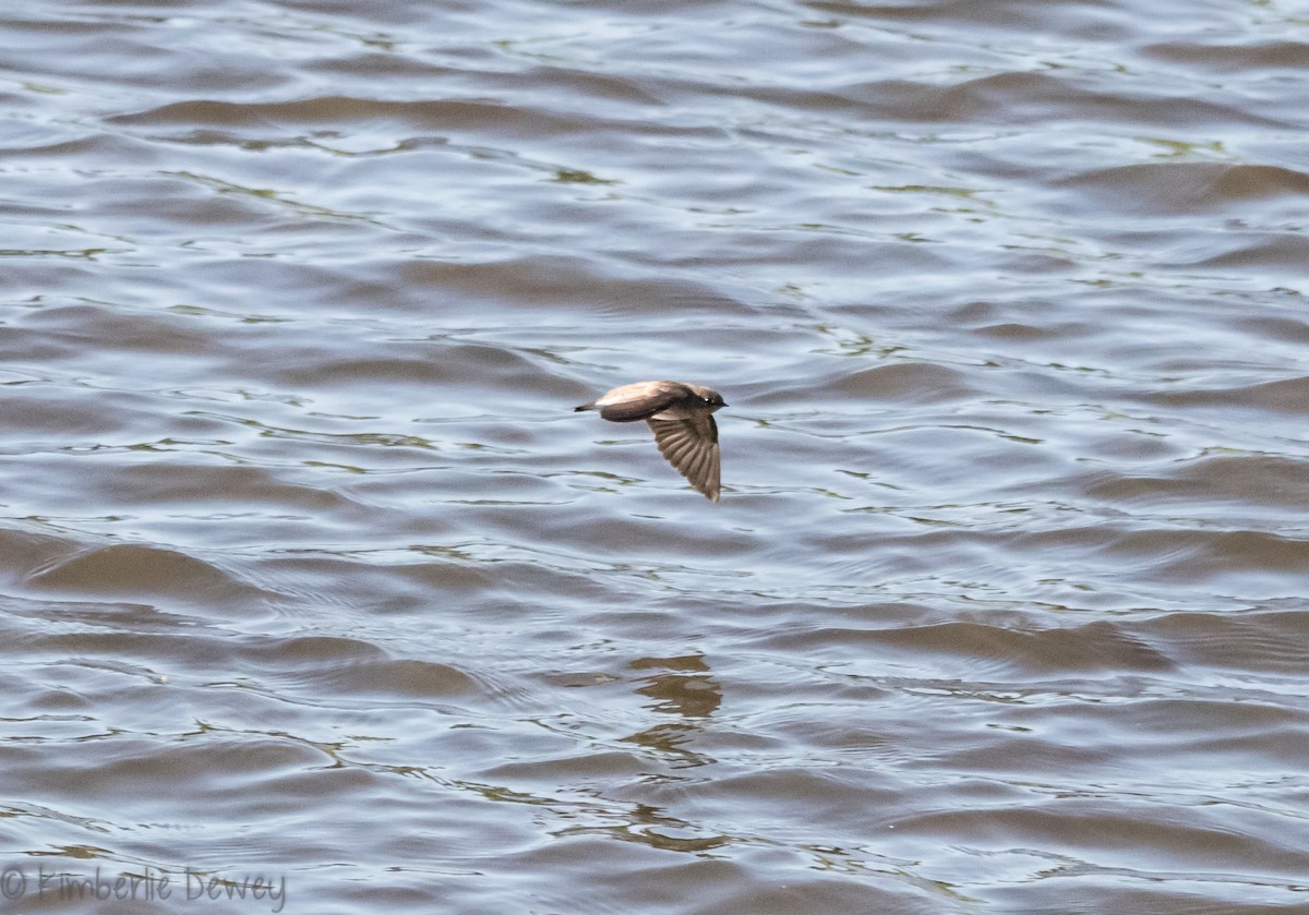Northern Rough-winged Swallow - ML97268741