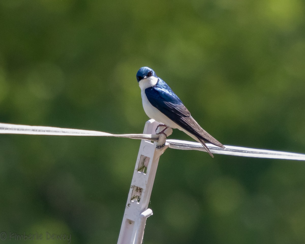 Tree Swallow - ML97268761