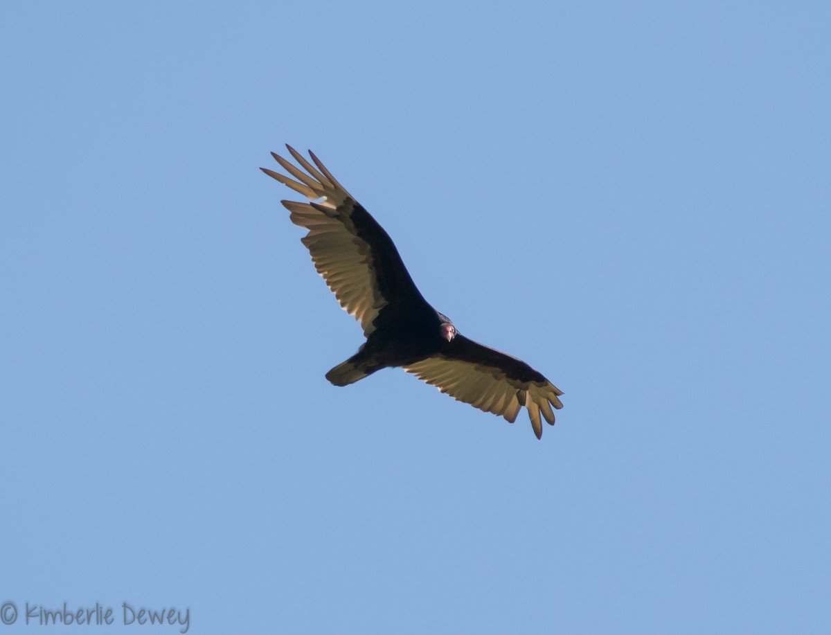 Turkey Vulture - ML97268801