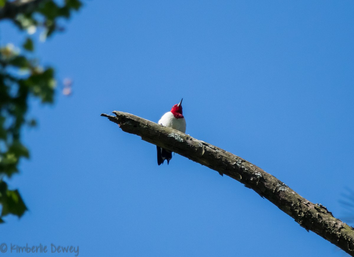 Pic à tête rouge - ML97268861