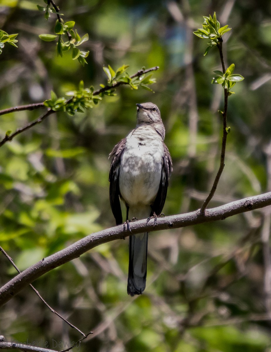 Northern Mockingbird - ML97268901