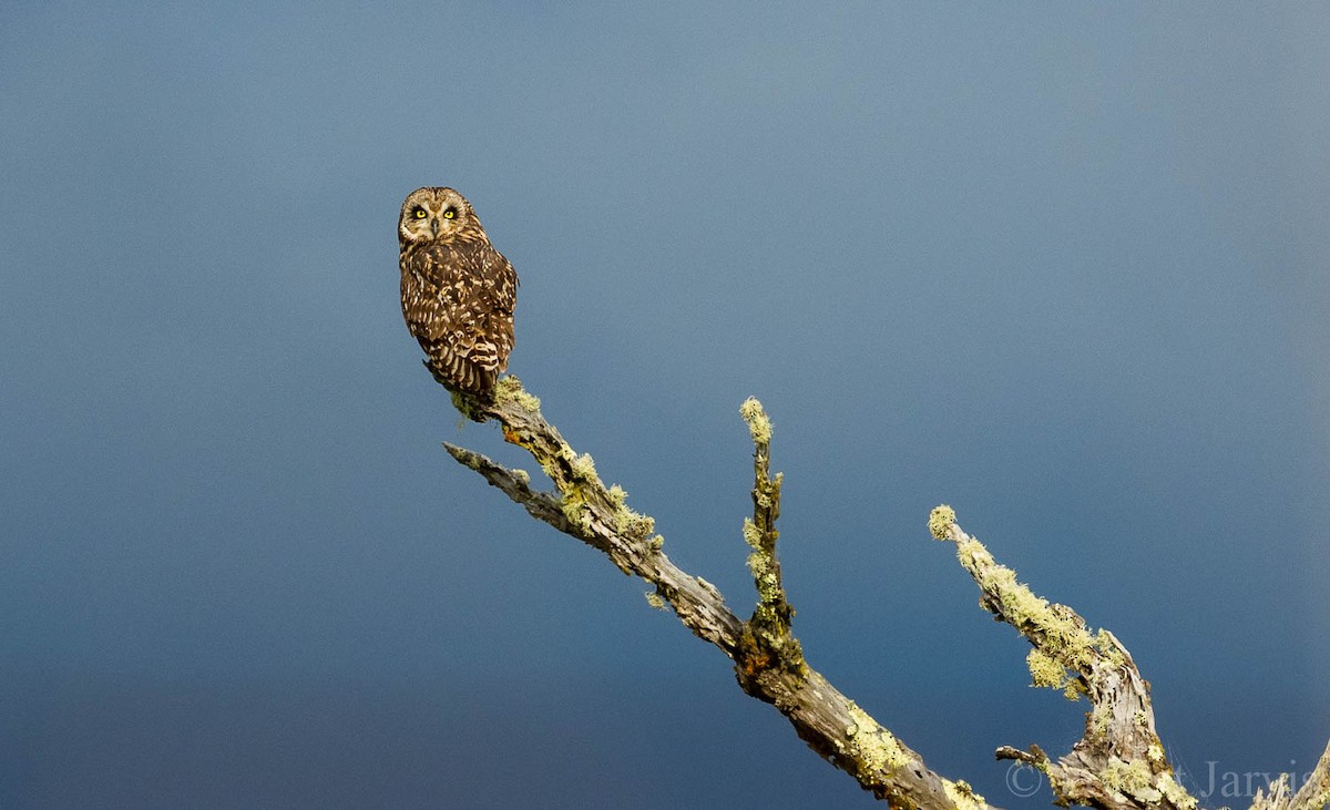 Short-eared Owl (Hawaiian) - Forest Botial-Jarvis