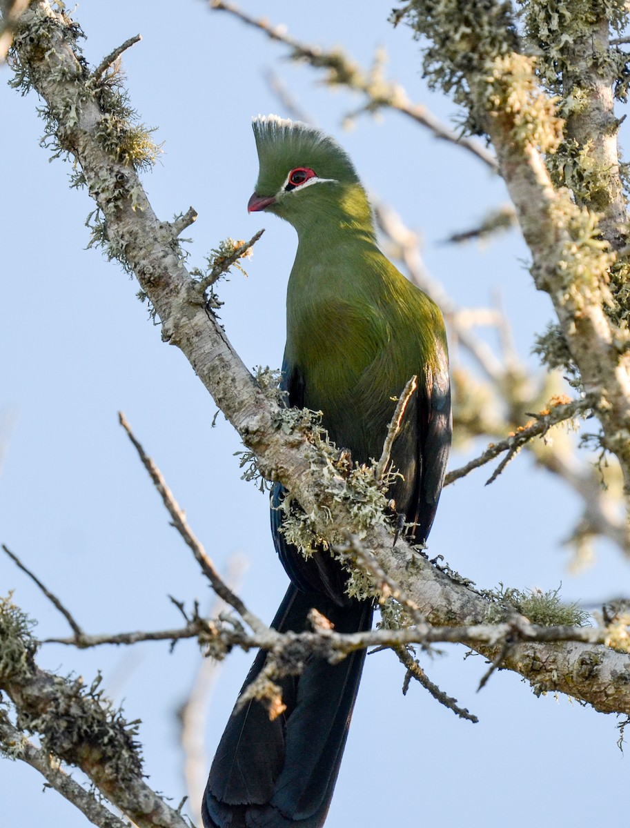 Turaco de Knysna - ML97270611