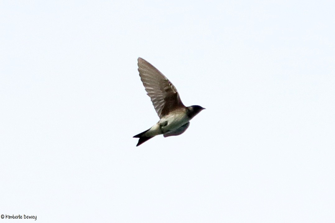 Purple Martin - ML97270931
