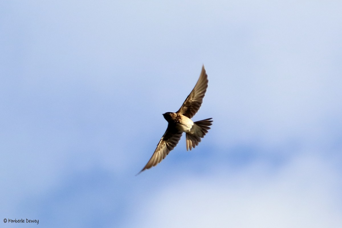 Purple Martin - ML97270961