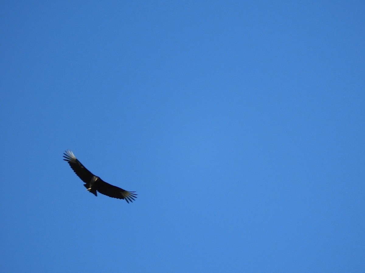 Black Vulture - ML97271331